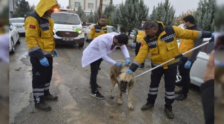 Adyaman'da iki mahallede kuduz karantinas