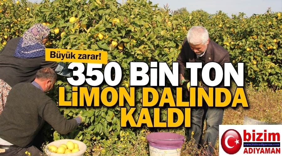 Limon reticileri zararda 