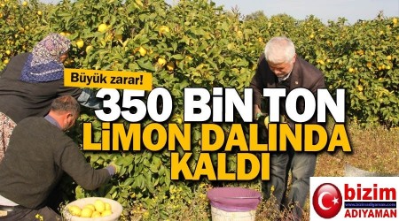 Limon reticileri zararda 