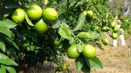 Limonun bakentinde 'hasat' dnemi